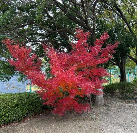 호스텔 Idea House 京都と大阪にアクセス良し 男女共用シェアルーム6人部屋個人ロッカーあり駐車場なし