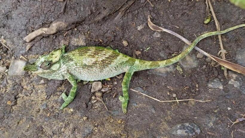 هتل Lafrique Guesthouse