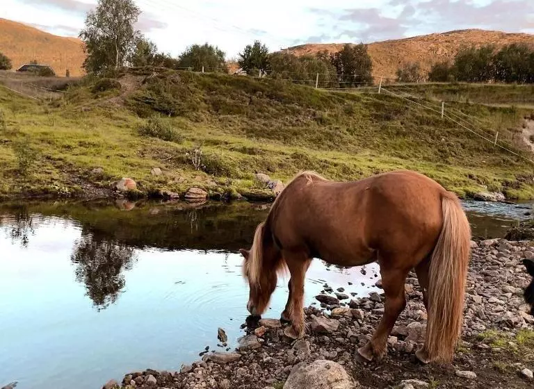 هتل Storjord Farmstay Ranchhouse