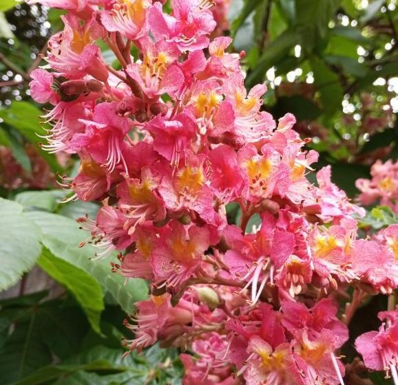 Pensionat Hostal Repu