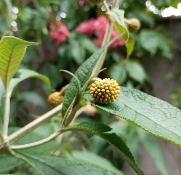 Pensionat Hostal Repu