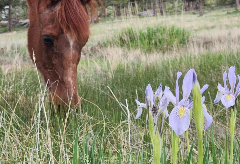 مبيت وإفطار Cassidy Ranch