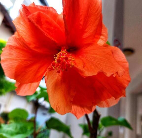 Majatalo Y &y Guesthouse