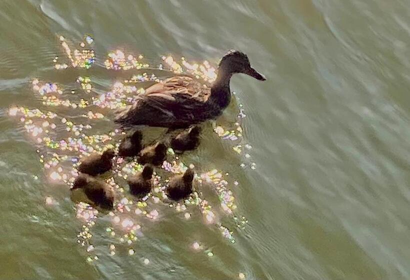 تختخواب و صبحانه Whole Wheelhouse Euphrate Houseboat