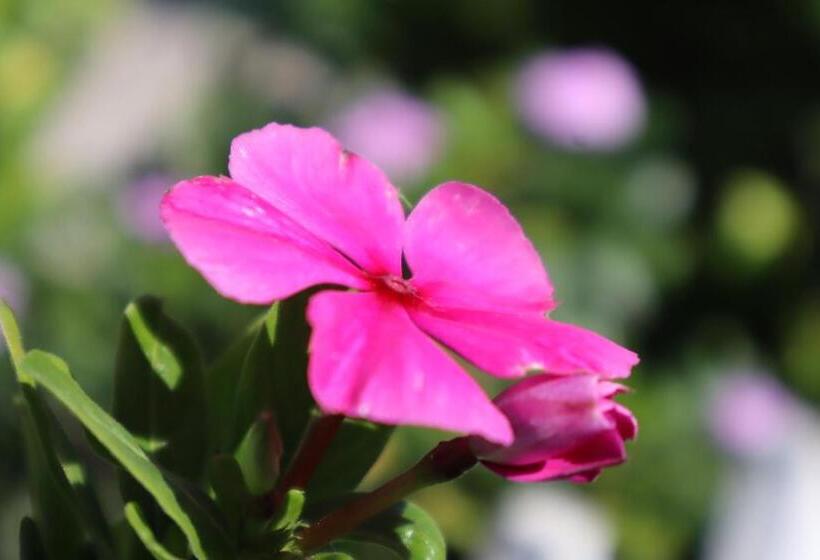 Enhle Bed And Breakfast