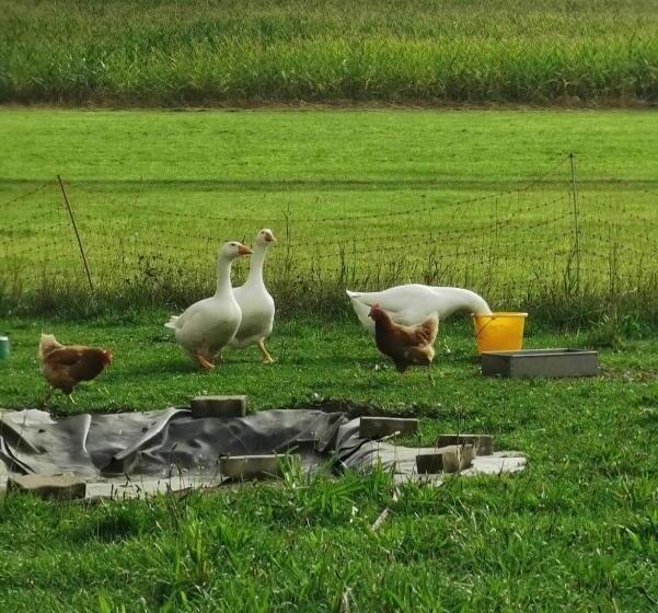 ホテル Der Blankhof Back To Roots