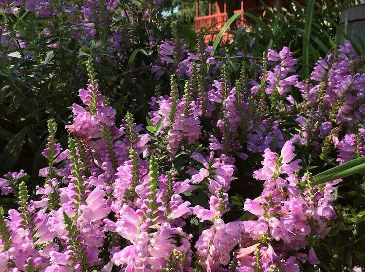 Отель Silver Spruce Resort