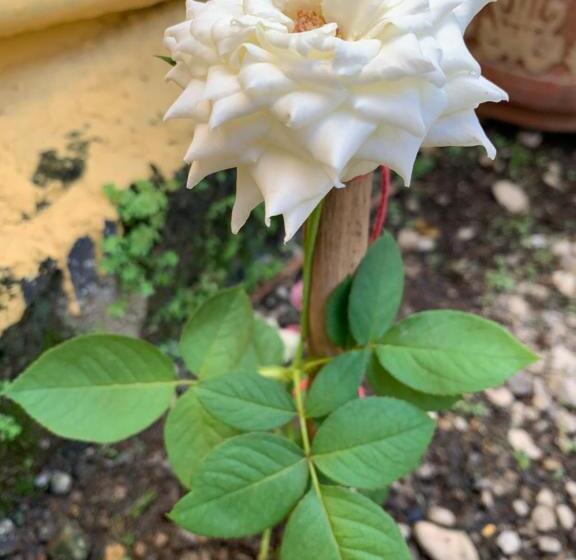 هتل Campestre Diamante Real