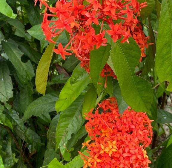 膳宿费 Farol Shaw / Shaw Lighthouse