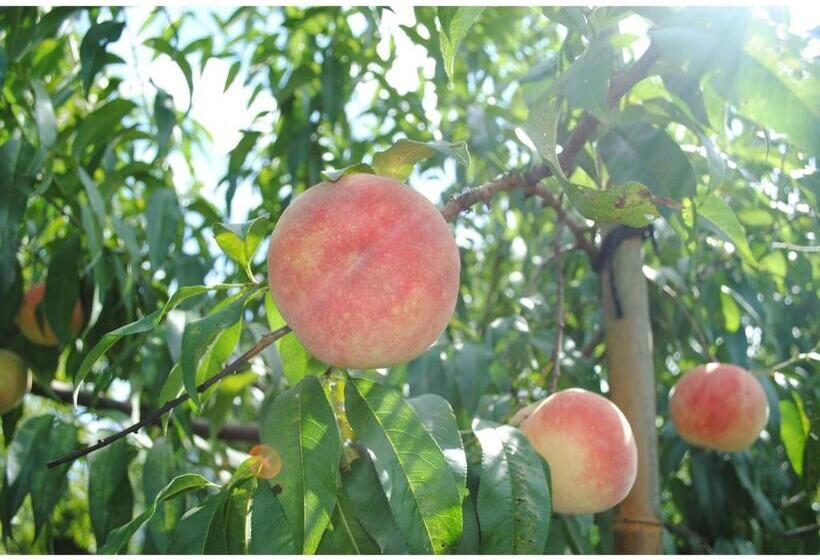 ホテル Kajitsu No Mori Vacation Stay 53781v