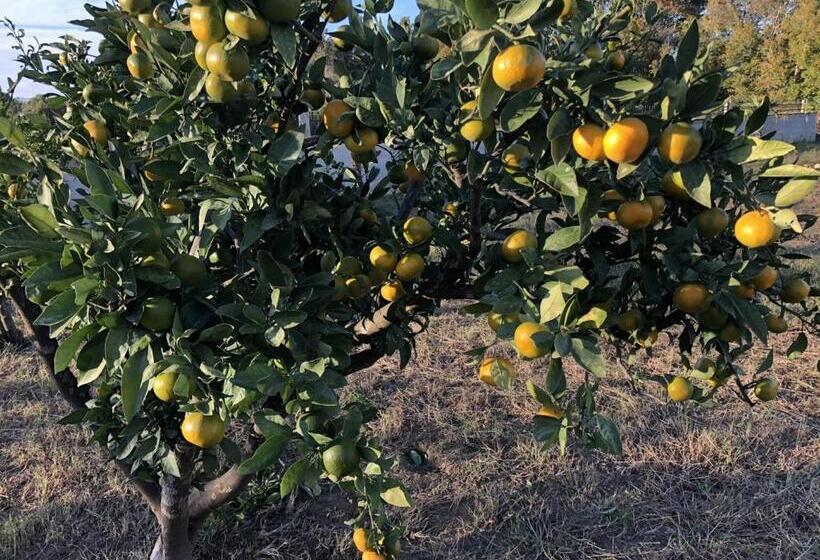 تختخواب و صبحانه Villa 100 Palme