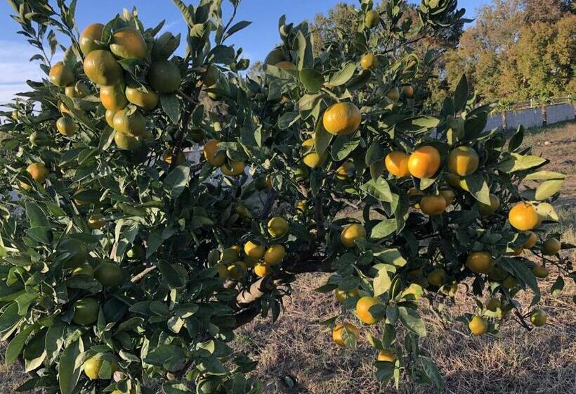 تختخواب و صبحانه Villa 100 Palme