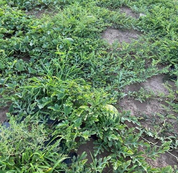 تختخواب و صبحانه Villa 100 Palme