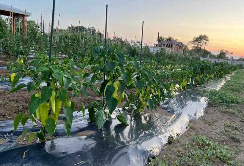 تختخواب و صبحانه Villa 100 Palme