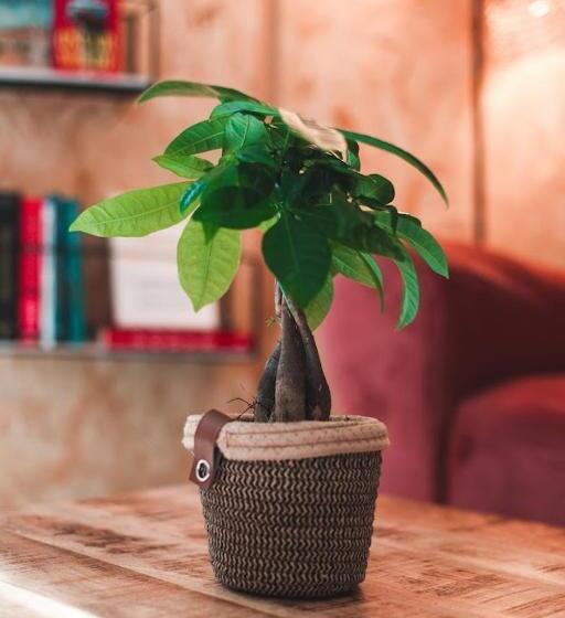 Отель Alma Candida 14