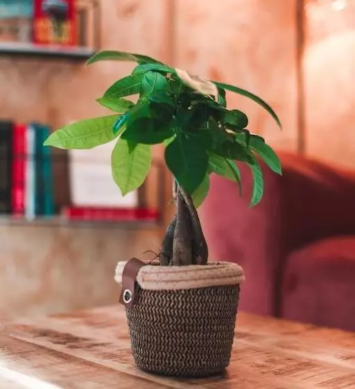 ホテル Alma Candida 14