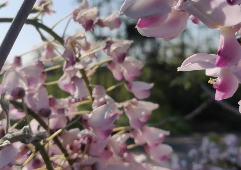 B&b Il Glicine Nascosto