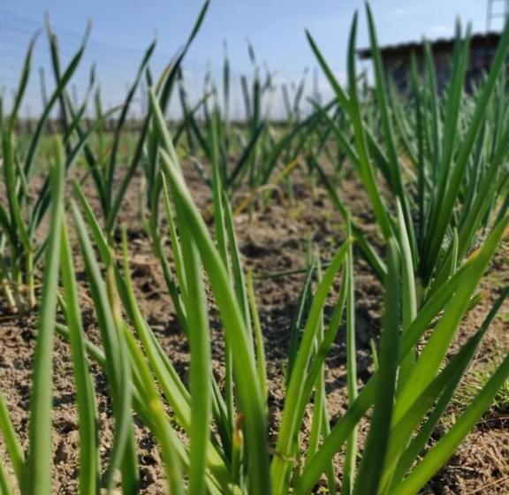 B&b Il Glicine Nascosto