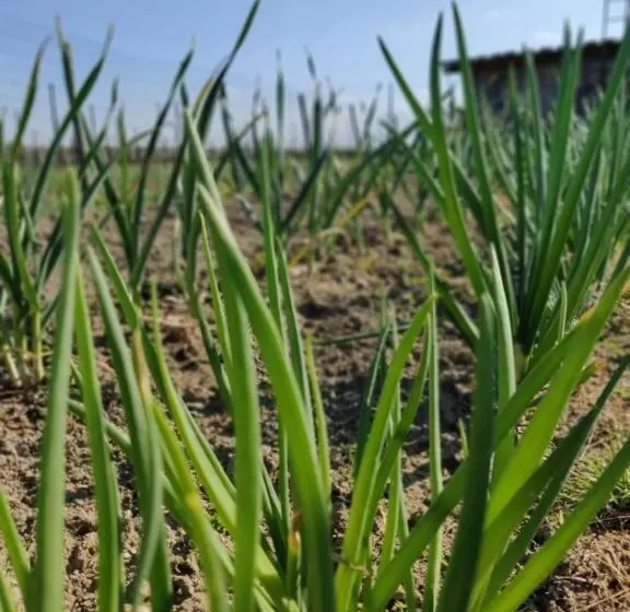 B&b Il Glicine Nascosto