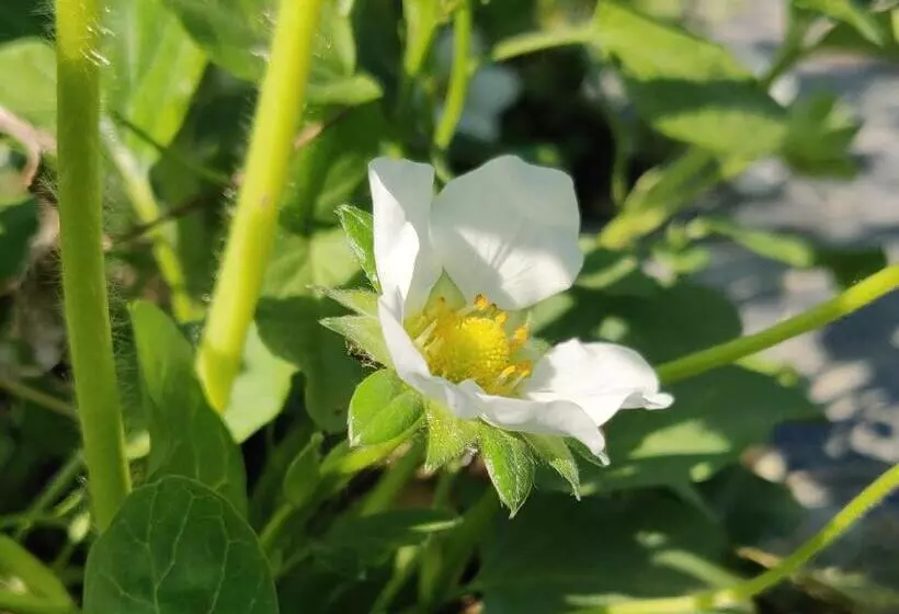 B&b Il Glicine Nascosto