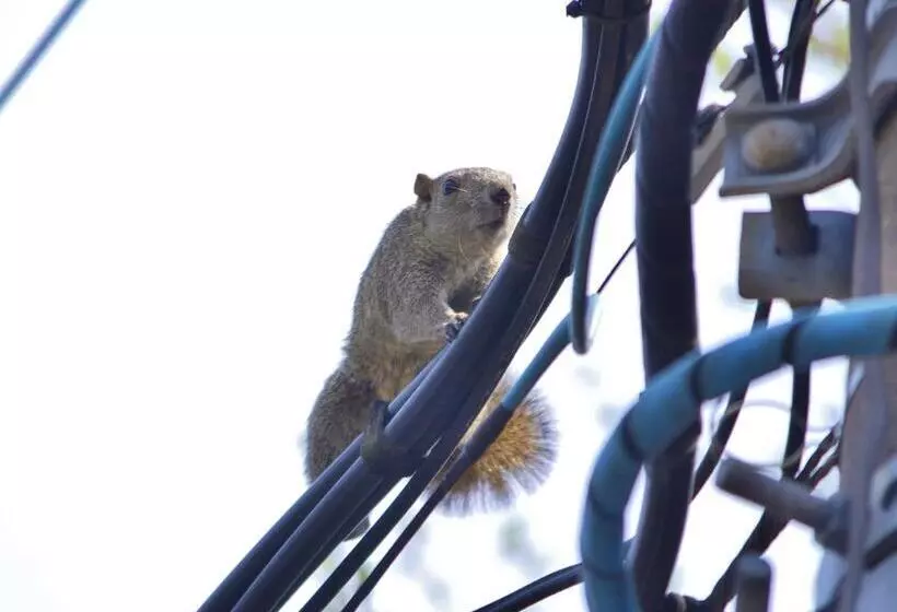 Aamiaismajoitus (B&B) 藤花楼 Kamakura