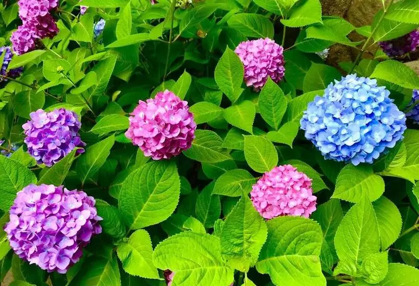 Aamiaismajoitus (B&B) 藤花楼 Kamakura