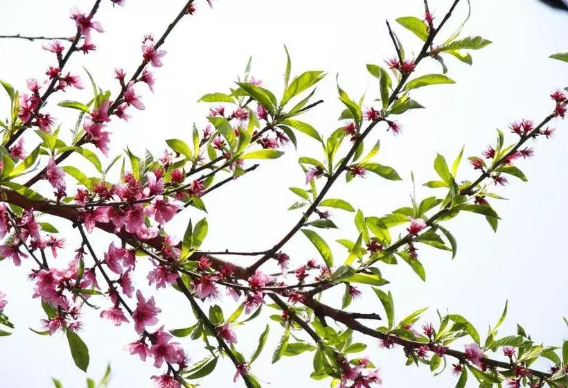 Aamiaismajoitus (B&B) 藤花楼 Kamakura