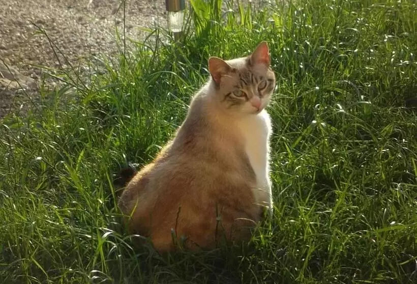 ベッドアンドブレックファースト La Buissonnière