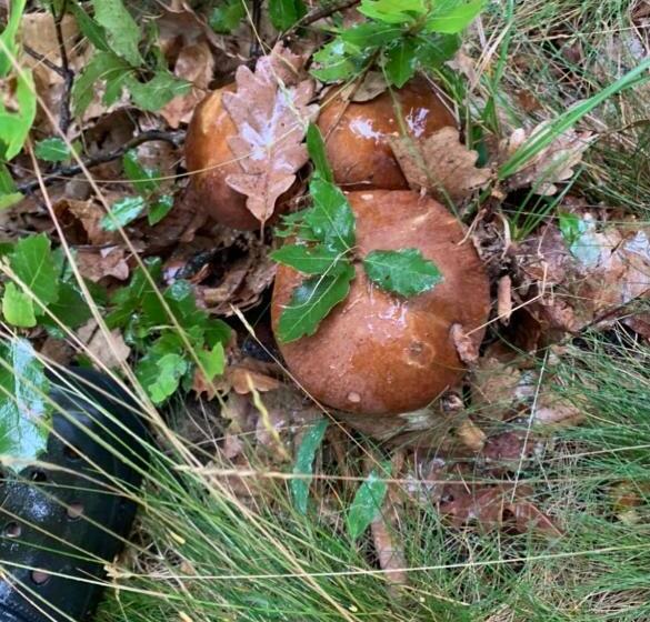 ホテル Le Mas De La Siffleuse