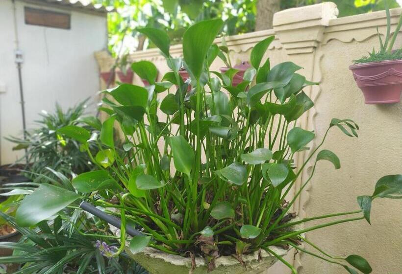 פנסיון Cinnamon House