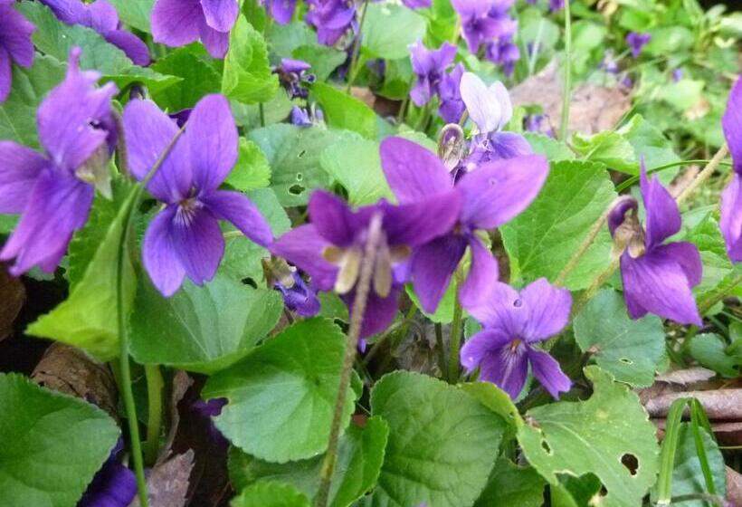 住宿加早餐 Chambre D Hôtes Mirabel