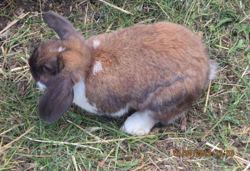 酒店 Oberschlichterhof