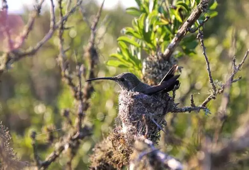 هتل Ocho Aguilas Eco Lodge