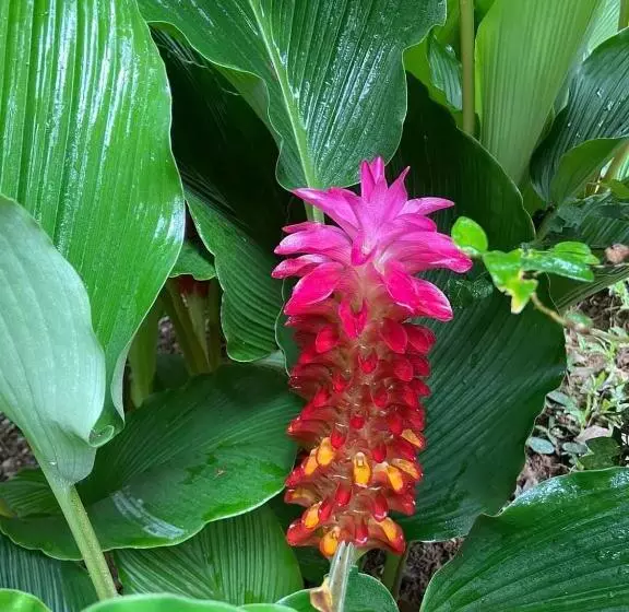 Bangnu Greenery Resort