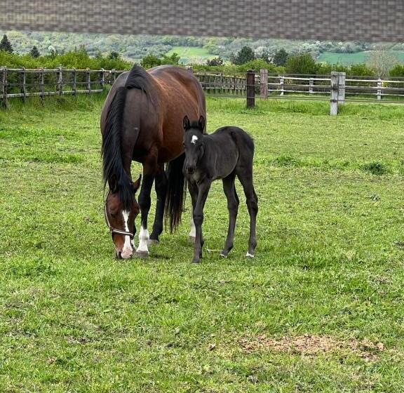 Bed and Breakfast Le Relais Du Bord De Seine