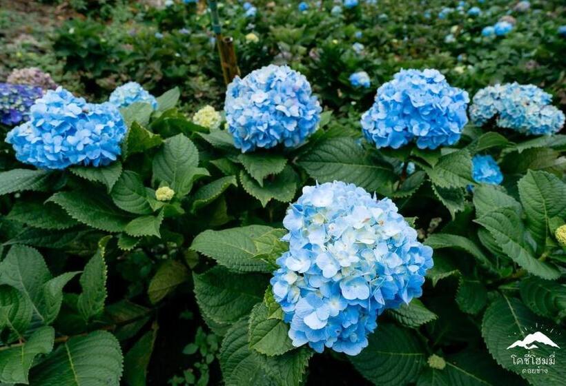 酒店 Cozy Homey Doichang