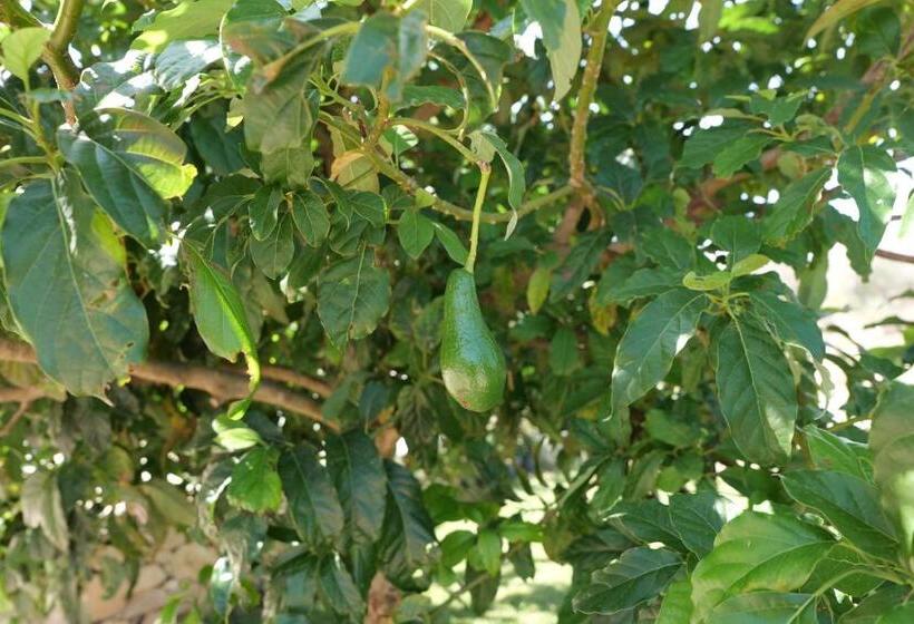 פנסיון Agriturismo Masseria San Basilio