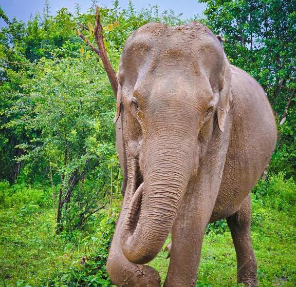 膳宿费 Nice View Safari Bungalow