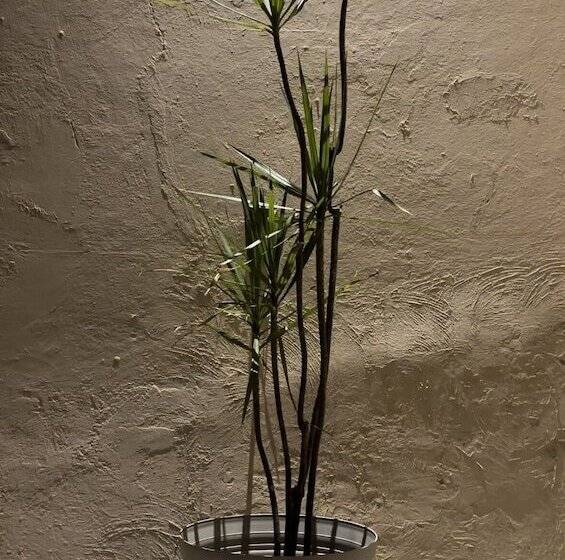 فندق صغير Mi Ranchito Casa De Huéspedes