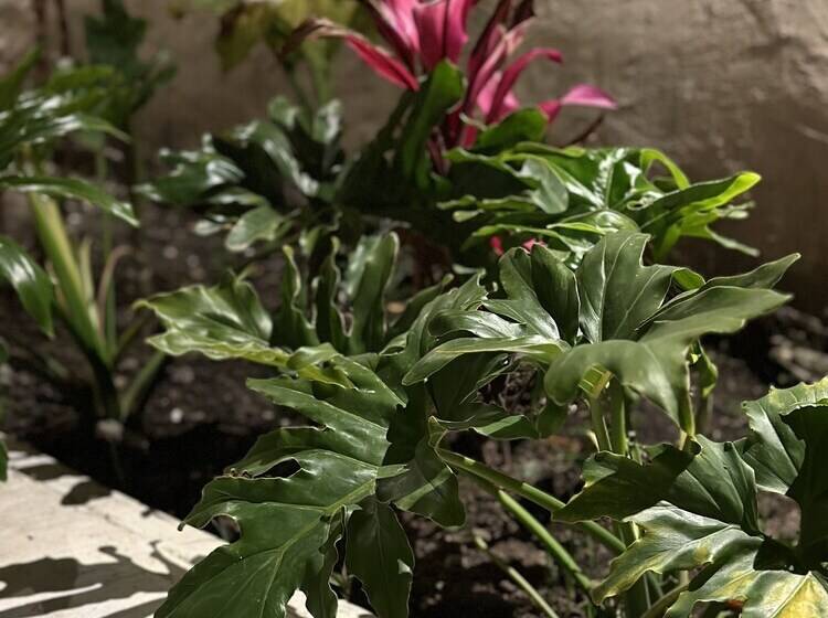 فندق صغير Mi Ranchito Casa De Huéspedes