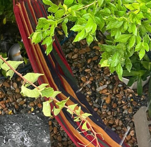 تختخواب و صبحانه Nguyễn Villa