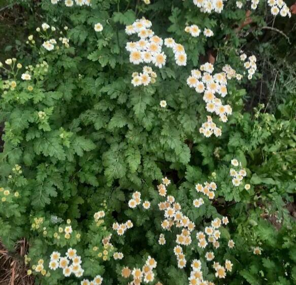 مبيت وإفطار Felix Felicis