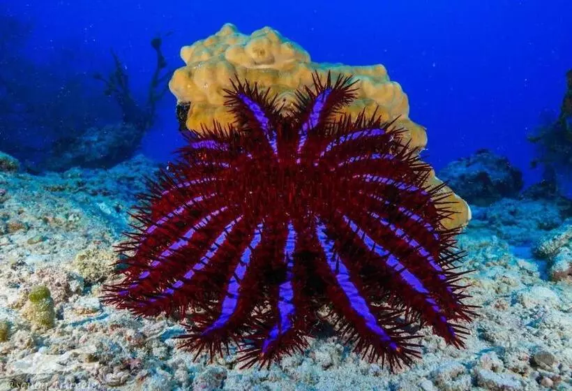 هتل Fulidhoo Hathaa Retreat