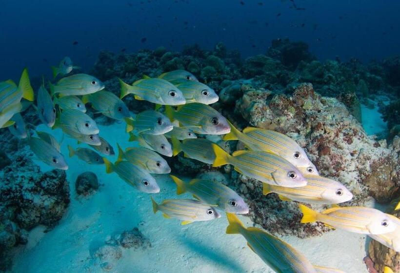 هتل Fulidhoo Hathaa Retreat