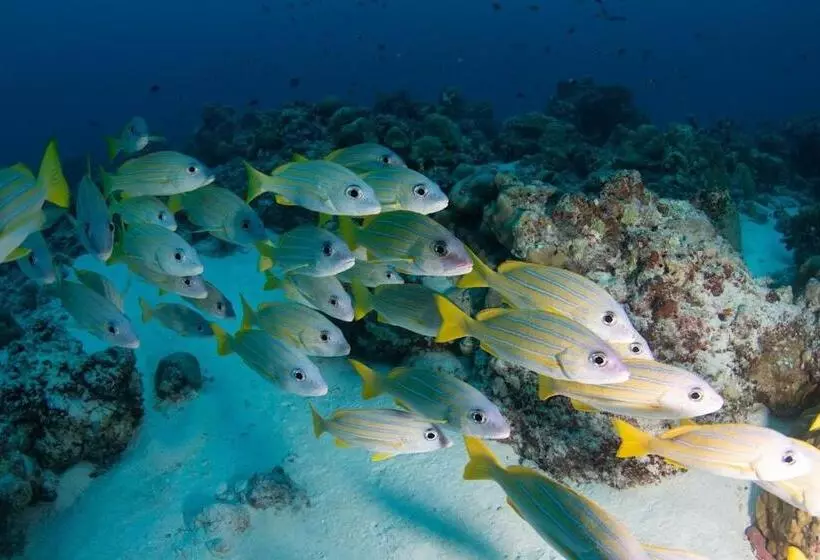 هتل Fulidhoo Hathaa Retreat