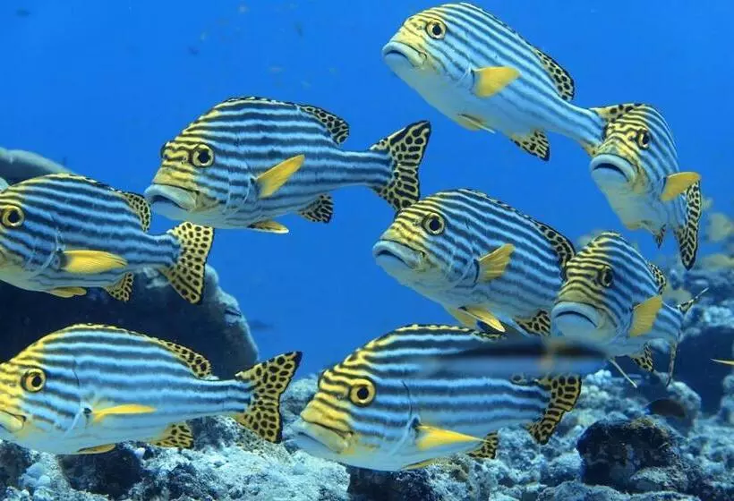 هتل Fulidhoo Hathaa Retreat