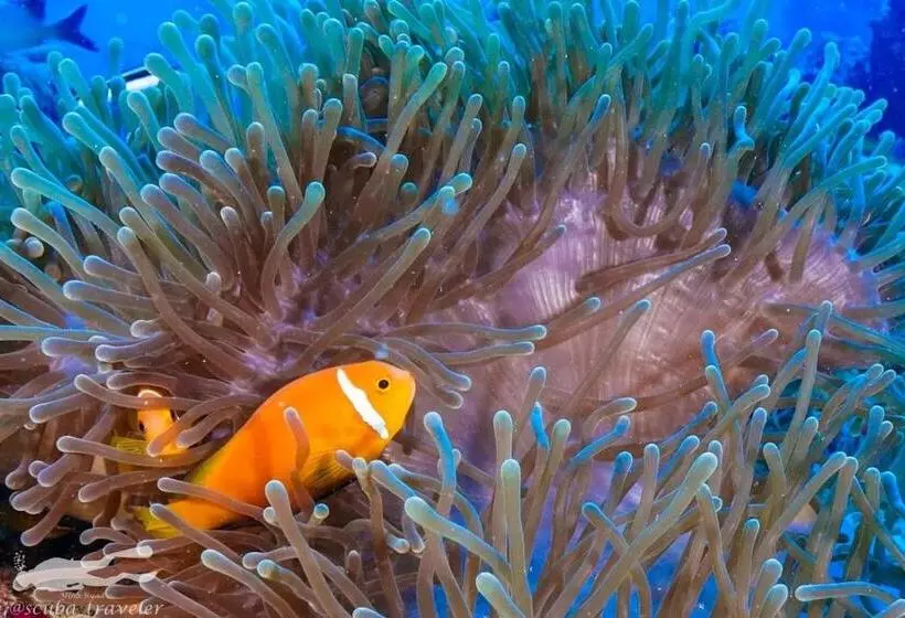 هتل Fulidhoo Hathaa Retreat