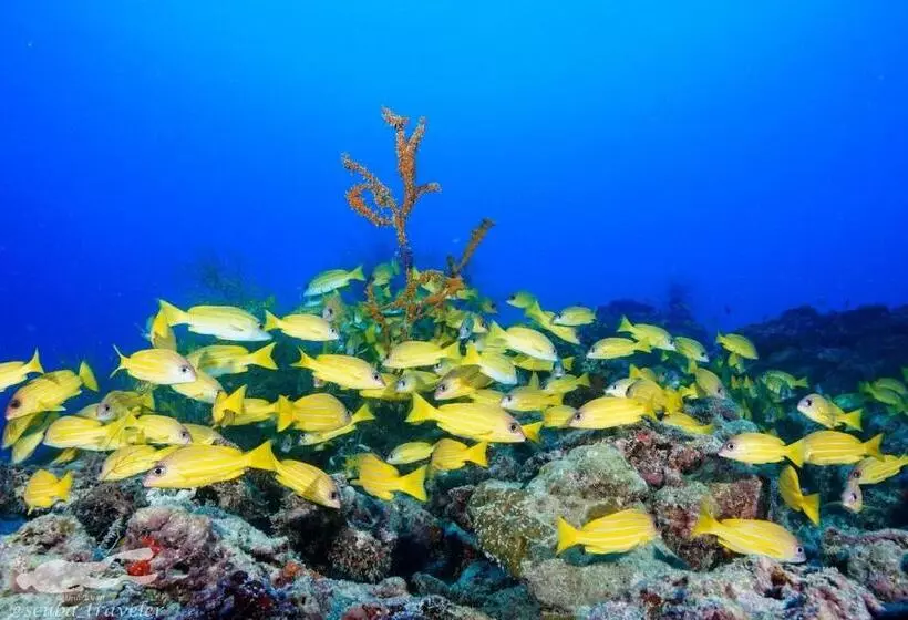 هتل Fulidhoo Hathaa Retreat