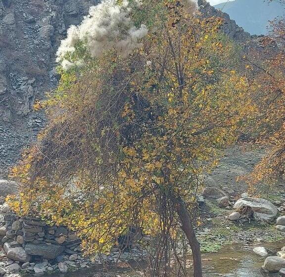 Pensionat Damirbek Davronov Guest House