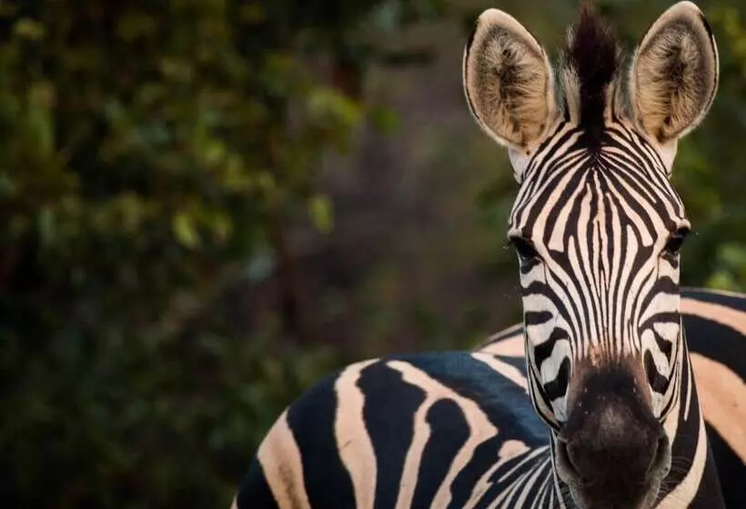 هتل Shindzela Tented Safari Camp